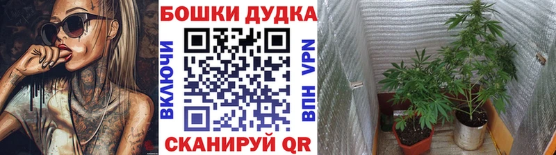 Бошки марихуана Ganja  Купить закладки  Сокол 